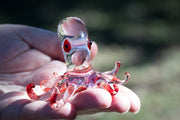 glass octopus figurine with cremation ash